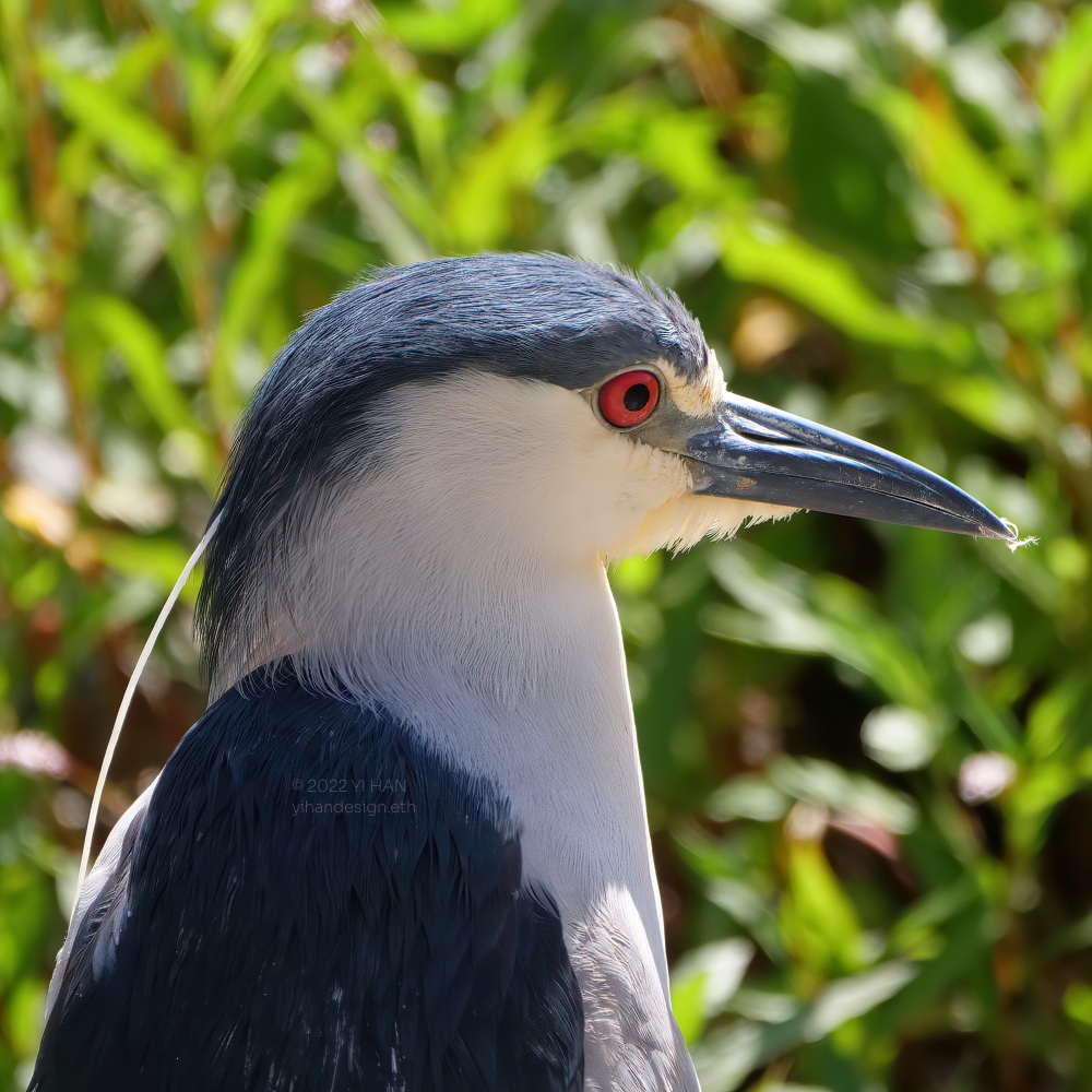 black crowned night heron_3